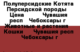 Полуперсидские Котята Персидской породы › Цена ­ 500 - Чувашия респ., Чебоксары г. Животные и растения » Кошки   . Чувашия респ.,Чебоксары г.